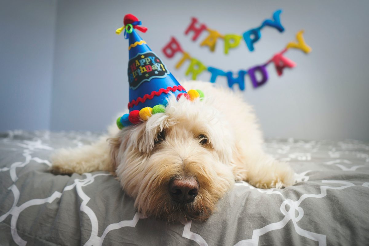 Dog Birthday Party, How To Host The Best Dog Birthday Party Ever!