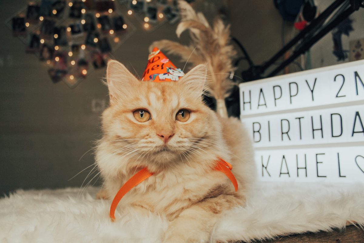 birthday party for cat